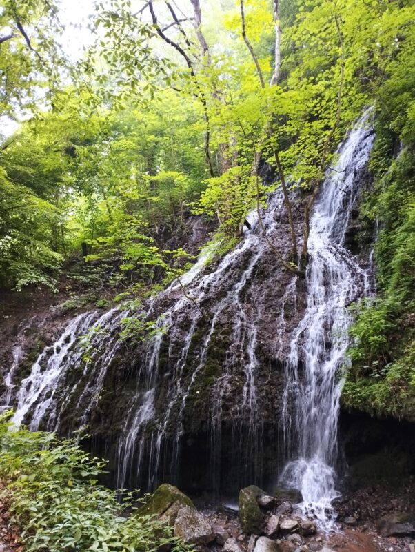 چالش زیستی ارزشمندترین گل ایران