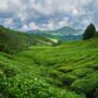 چای گیلان قصه زندگی ایرانیان